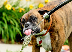 Is Your Garden Hose a Danger for Your Dog?