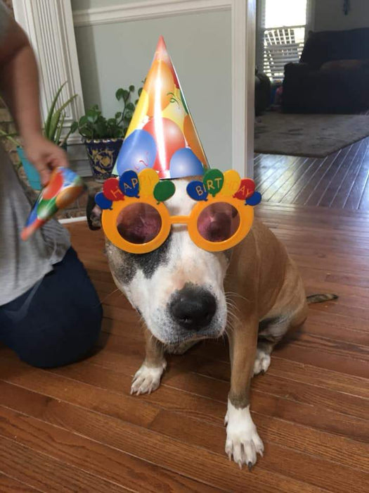 Hosting a Dog's Birthday Party