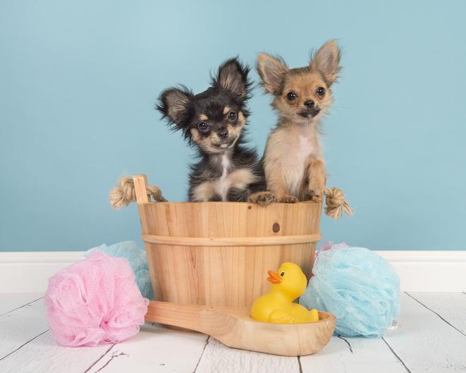 How to Set Up for an Easy Dog Bath