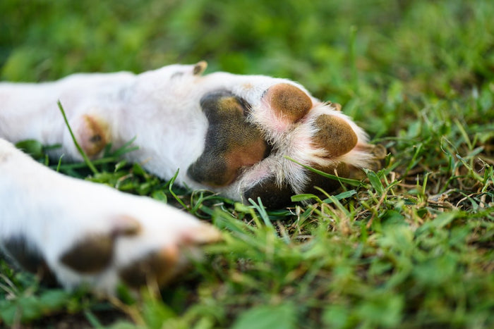 How to Heal Your Dog’s Dry and Cracked Winter Paws