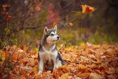 Change of Season Considerations for Your Dog
