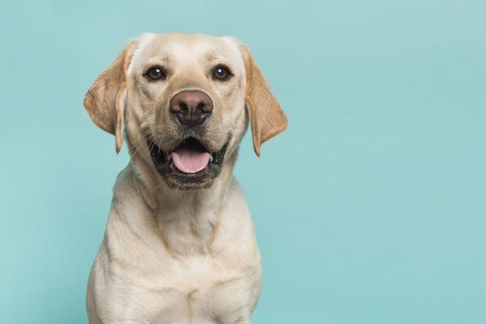 The 7 Most Common Skin Problems You’ll See as a Groomer