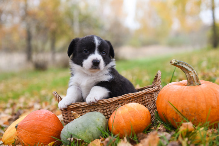 Fall Bucket List For You and Your Dog