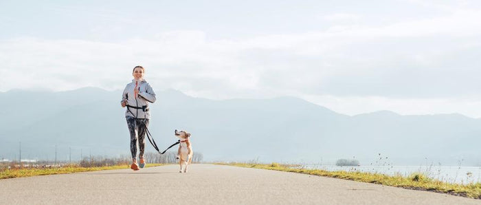 Tips on Training Your Dog to Run a Race with You