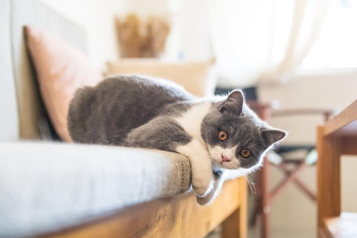How to Keep your Indoor Cat Happy