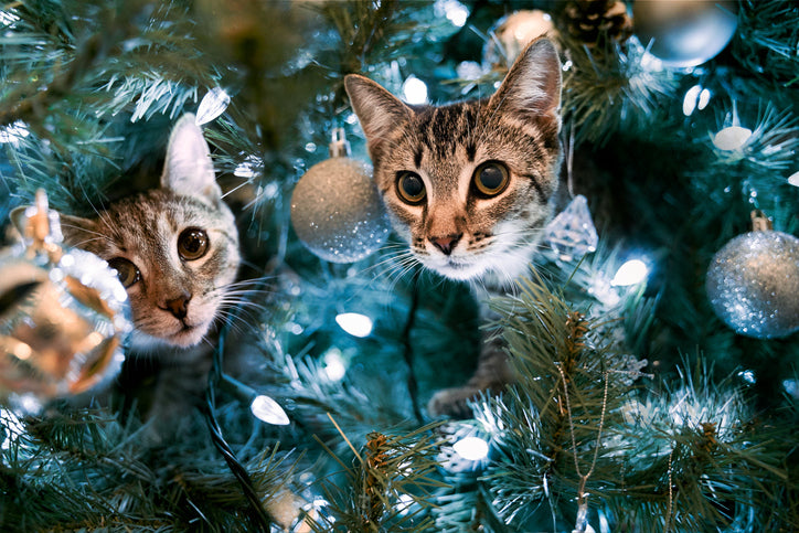 Cat-Proof Your Christmas Tree
