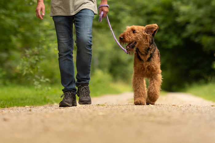 Benefits of Walking Your Dog Through Social Limitations