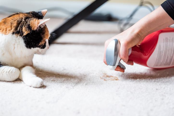 A Hairy Problem: Treating and Preventing Hairballs