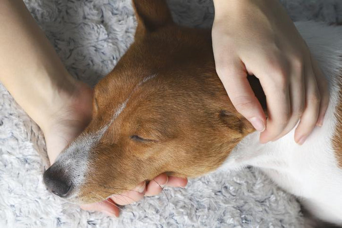 5 Things to do Before Your Pet Crosses the Rainbow Bridge
