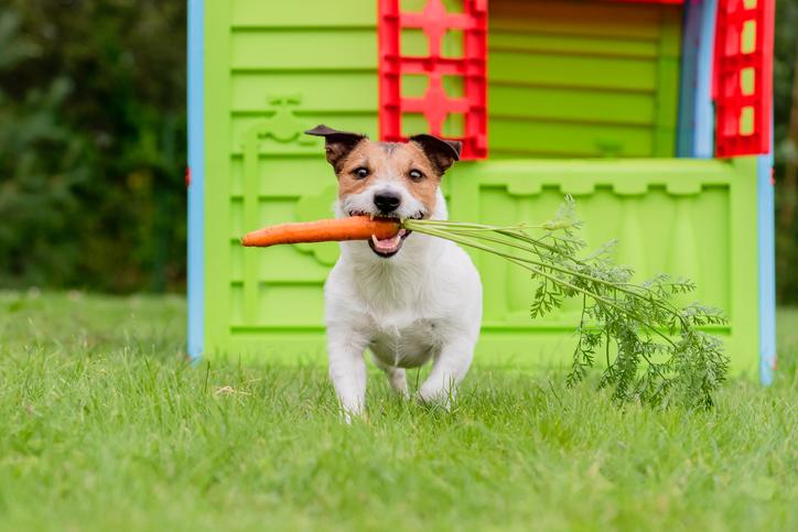 Planting a Dog-Friendly Edible Garden