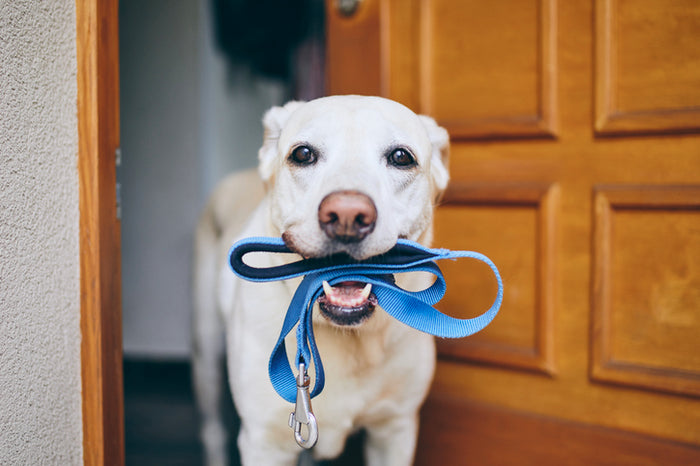 Choosing the Right Leash for Your Dog