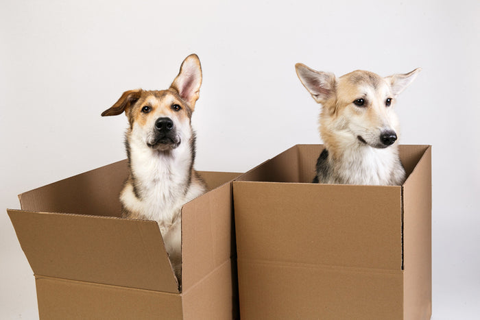 Top 10 Dog Subscription Boxes
