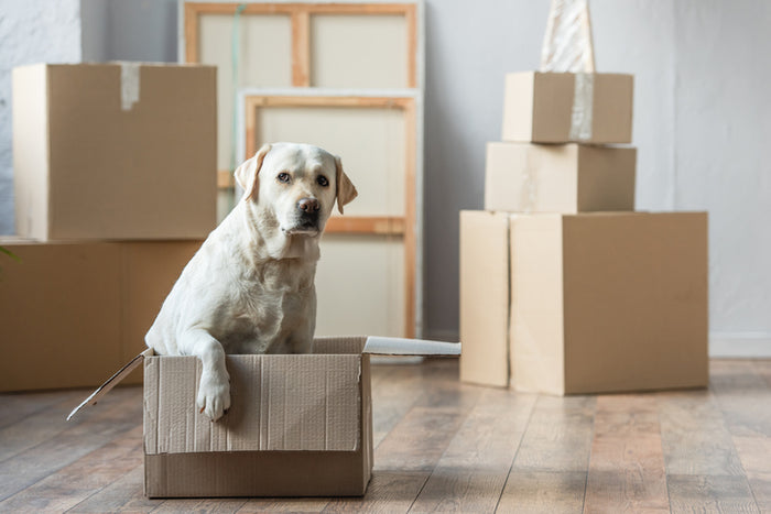Preparing to Move With Your Dog
