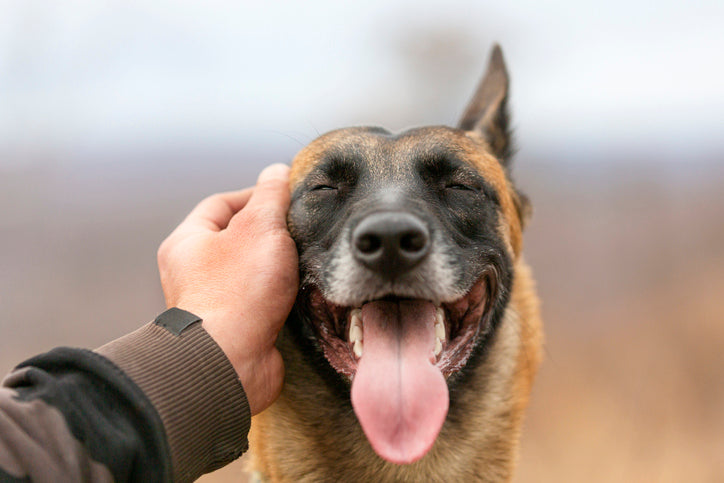 What’s With the Icky Dog Breath?