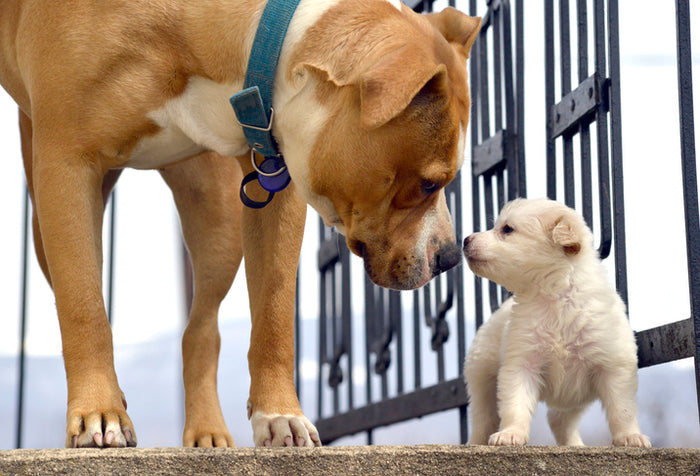 How Can You Prepare Your Dog for a New Puppy?