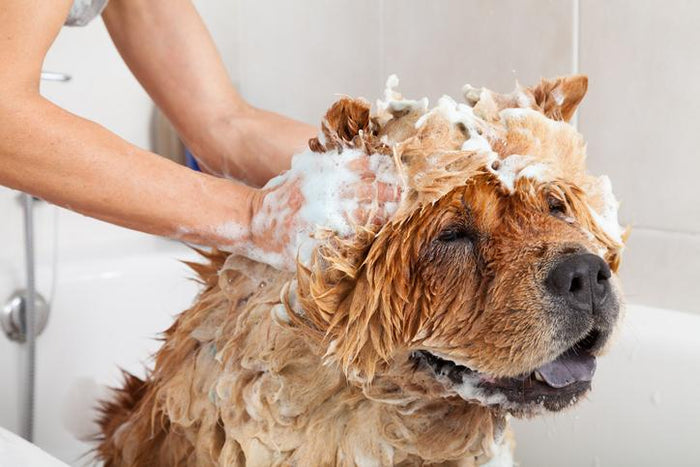 Best (and Safest) Dog Shampoos of 2019