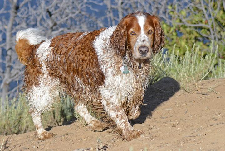 Spring Trimming Tips for Groomers