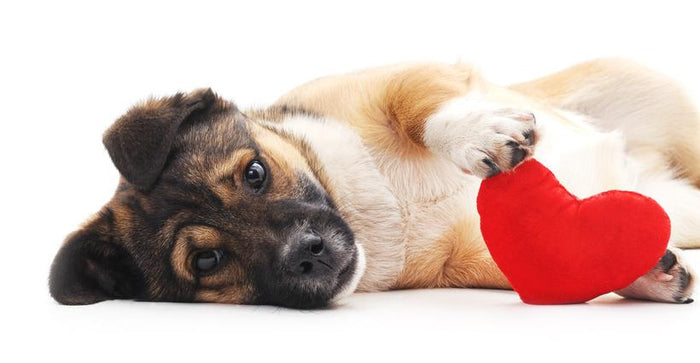 Easy Homemade Valentine's Day Dog Treats