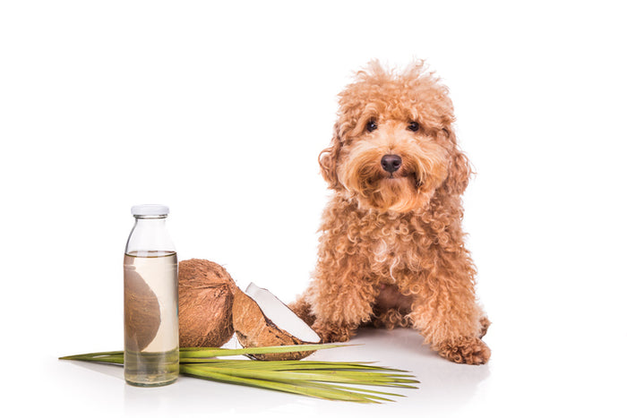 The Benefits of Coconut Oil for Dogs