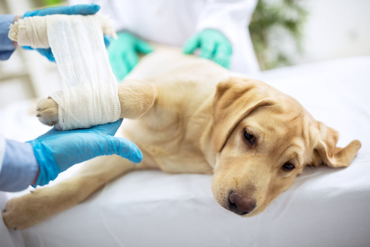 What to do Before Having Your Pet Spayed/Neutered