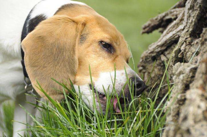 Why Some Dogs Eat Grass