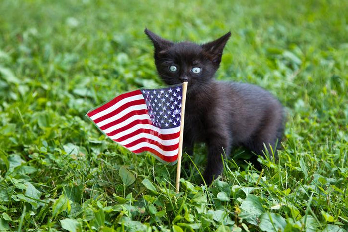 4th of July Cat Safety Tips