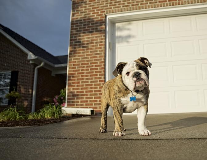 How to be a Good Dog Neighbor