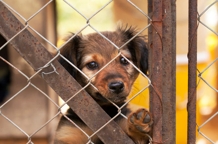 How to Help Animal Shelters When You Can’t Adopt