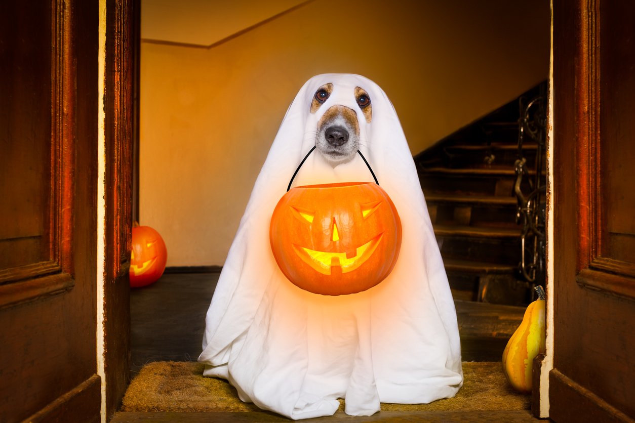 5 Creative Halloween Costumes for your Furbaby