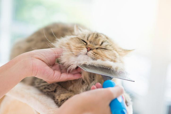Tips for Grooming Your Cat