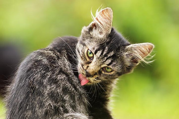 The Real Reason Cats Lick Their Fur