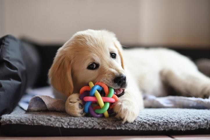 Creating a Schedule For Your Puppy