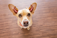 Howl-O-Ween Treats: Fun DIY Halloween Dog Treats