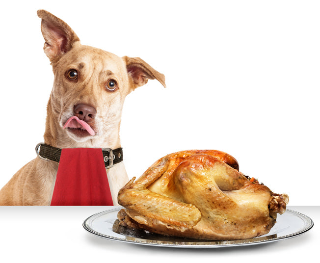 Including Your Dog in Your Thanksgiving Celebrations