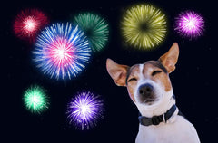 Preparing Your Dog For Fireworks