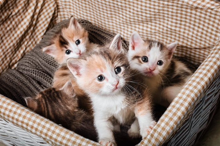 A Checklist For Bringing Home a Kitten