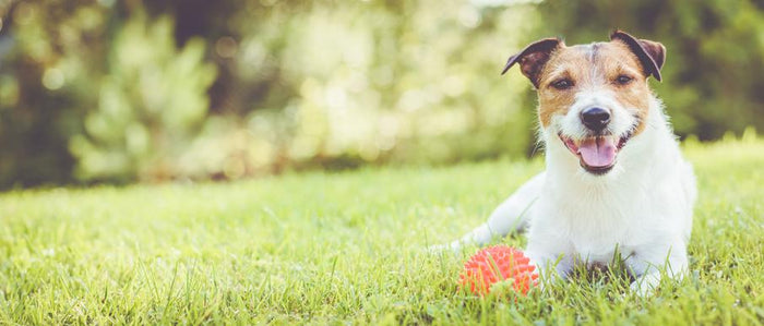 Tips to Keep Dogs Cool All Summer