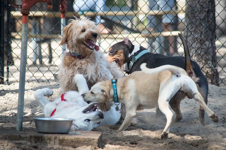 Introducing Your Dog to a Dog Park