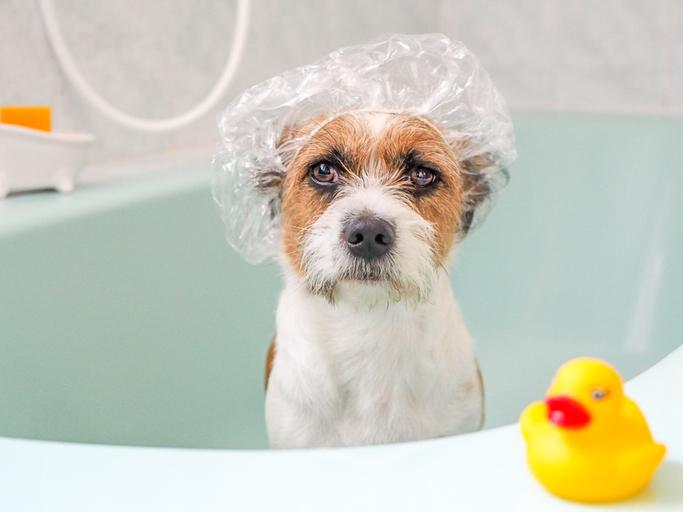 Bath Tips to Teach Your Clients: Washing a Dog