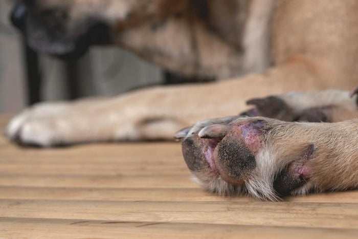 Prevent Your Pup’s Paws From Burning This Summer